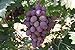 foto Pinkdose Semi d'uva, Arcobaleno anziani Cortile piante, semi delizioso frutto, 100 particelle/bag: 3