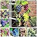 foto Shoopy Star Multi-Colored: 50 pezzi/bag Miniature Grape Vine Organic seeds arcobaleno semi d'uva Pianta succulenta