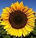 photo 25+ Seeds Sunflower : Pro Cut (BTL) Mixture Sunflower Fresh