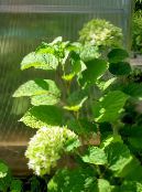 Гортензии (Hydrangea arborescens) жасыл, сипаттамалары, фото