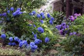 常见的绣球花，大叶绣球，绣球法国 (Hydrangea hortensis) 深蓝, 特点, 照片