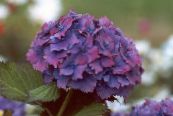 Gemeenschappelijke Hortensia, Bigleaf Hortensia, Frans Hortensia (Hydrangea hortensis) purple, karakteristieken, foto