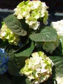 Гортензии Бақша (Hydrangea hortensis) жасыл, сипаттамалары, фото