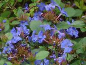 Leadwort, Hardy Blue Plumbago (Ceratostigma) dark blue, characteristics, photo
