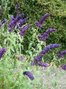 蝴蝶布什，夏季紫丁香 (Buddleia) 深蓝, 特点, 照片