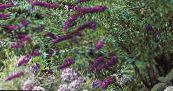 Vlinderstruik, Zomer Lila (Buddleia) purple, karakteristieken, foto