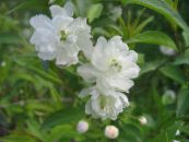 Cerasus grandulosa  white, characteristics, photo