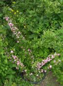 Cerasus Grandulosa  rózsaszín, jellemzők, fénykép