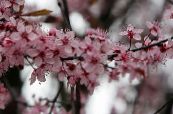 Meggy, Cseresznye Pite (Cerasus vulgaris, Prunus cerasus) rózsaszín, jellemzők, fénykép