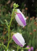 Дабеція Кантабрийская (Daboecia-cantabrica) бузковий, характеристика, фото