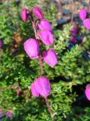 Ír Pusztaság, St. Dabeoc A Heath (Daboecia-cantabrica) rózsaszín, jellemzők, fénykép