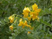 Bladder senna (Colutea) yellow, characteristics, photo