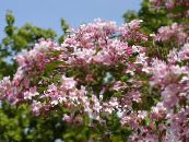 Szépség Bokor (Kolkwitzia) rózsaszín, jellemzők, fénykép