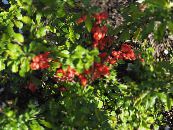 Cvetenja Kutina (Chaenomeles-maulei) rdeča, značilnosti, fotografija