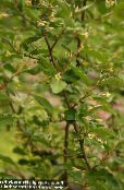 Oleaster, Cherry Silverberry, Goumi, Silver Buffaloberry (Elaeagnus) yellow, characteristics, photo