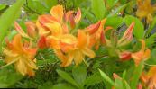 Azaleas, Pinxterbloom (Rhododendron) orange, characteristics, photo