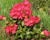 Azaleje, Pinxterbloom (Rhododendron) rdeča, značilnosti, fotografija