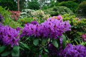 Azaleor, Pinxterbloom (Rhododendron) violett, egenskaper, foto