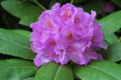 Azaleas, Pinxterbloom (Rhododendron) lilac, einkenni, mynd
