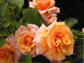 Polyanthus Раушан (Rosa polyantha) апельсин, сипаттамалары, фото