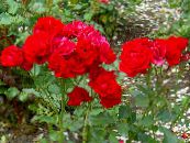 Polyantha Rose (Rosa polyantha) rdeča, značilnosti, fotografija