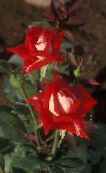 Ружы Грандифлора (Rose grandiflora) чырвоны, характарыстыка, фота