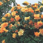Rose Rambler, Climbing Rose  orange, characteristics, photo