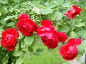 Rose Rambler, Plezanje Vrtnico  rdeča, značilnosti, fotografija