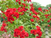 Rose Pritlehna (Rose-Ground-Cover) rdeča, značilnosti, fotografija