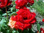 Ружа Чайна-Гібрыдная (Rosa) чырвоны, характарыстыка, фота