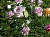 Hybrid Tea Rose (Rosa) lilac, einkenni, mynd