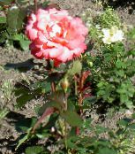 Hybrid Tea Rose (Rosa) orange, characteristics, photo