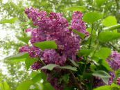 Lilac Coitianta, French Lilac (Syringa vulgaris) burgúine, saintréithe, grianghraf