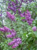 Gemensamma Lila, Franska Lila (Syringa vulgaris) violett, egenskaper, foto