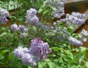 Algengar Lilac, French Lilac (Syringa vulgaris) lilac, einkenni, mynd