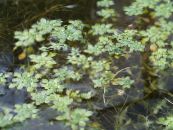 Water Primrose, Marsh Purslane, Marsh Seedbox (Callitriche palustris) green, characteristics, photo