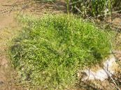 Spikerush (Eleocharis) green, characteristics, photo