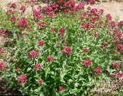 Валеріана Червона (Centranthus ruber) червоний, характеристика, фото