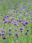 Knapweed, Stjärna Tistel, Blåklint (Centaurea) violett, egenskaper, foto