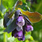 Honeywort, Blå Räkor Växt, Blå Vax Blomma (Cerinthe major) violett, egenskaper, foto