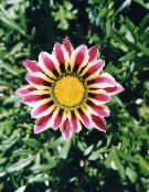 Θησαυρός Λουλούδι (Gazania) οινώδης, χαρακτηριστικά, φωτογραφία