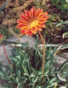 Treasure Flower (Gazania) orange, characteristics, photo