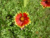 Blanket Flower (Gaillardia) red, characteristics, photo