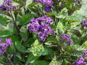 Heliotrop, Cherry Pie Växt (Heliotropium) violett, egenskaper, foto