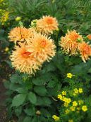 Dahlia  orange, characteristics, photo