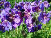Hardy Pelargon, Vild Pelargon (Geranium) violett, egenskaper, foto