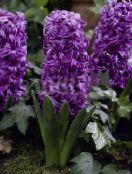 Holländsk Hyacint (Hyacinthus) violett, egenskaper, foto