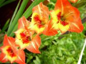 Gladiolus  orange, characteristics, photo