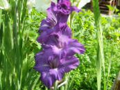 Gladiolus  lilla, kjennetegn, bilde