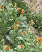 Poppy Mar, Papoila Horned (Glaucium) laranja, características, foto